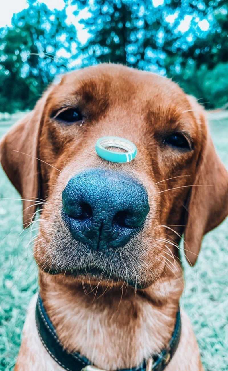 cute dog with a silicone ring on its nose.